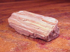 Piece of Petrified Wood, 3 ¾ Inches Wide - £6.31 GBP