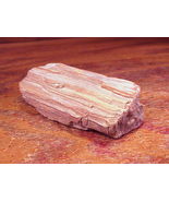 Piece of Petrified Wood, 3 ¾ Inches Wide - £6.07 GBP