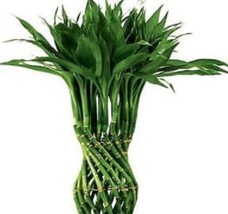 50 pcs Lucky Bamboo Seeds - Green Indoor Plants FRESH SEEDS - £5.98 GBP