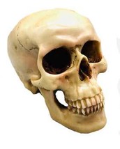 5&quot; Grinning Skull - $58.95