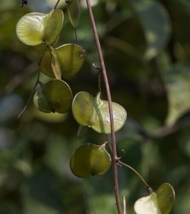 20 Pc Seeds Dioscorea Oppositifolia Plant, Cinnamon Vine Seeds for Planting | RK - £20.14 GBP