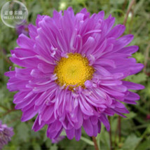 Callistephus Chinensis 200pcs Purple China Aster dazzling big blooms flo... - £7.04 GBP