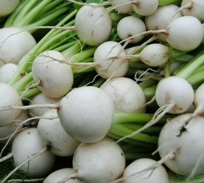 1000 SOUP WHITE EGG TURNIP SEEDS VEGETABLE GARDEN - $3.99