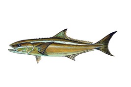 Cobia Fish Vinyl Decal Sticker for Laptop Car Window Cups Mailbox - €5,99 EUR+