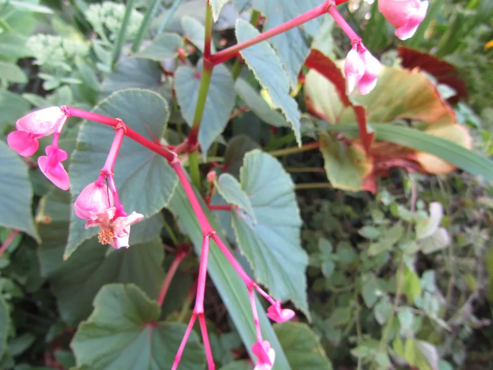 Begonia Grandis Plant – Hardy Perennial, 2-6&quot; Tall, Beautiful Garden Add... - $29.19