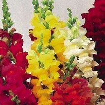 50 Seeds Rainbow Mix Snapdragon Fast Bloom Choose Heirloom Seeds - $8.35