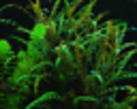 Aquarium Plant Stem Freshwater Decorations Hygrophila Pinnatifida Potted... - £26.78 GBP