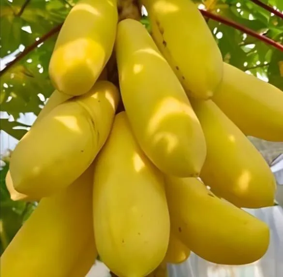 20 Packet Mini Potted Golden Papaya Fresh Seeds - £13.36 GBP