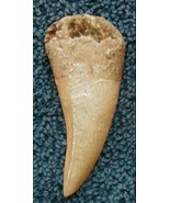 #21 FAKE TOOTH POLYURETHANE Replica  NOT 3 dimensional it is flat on one... - $4.90