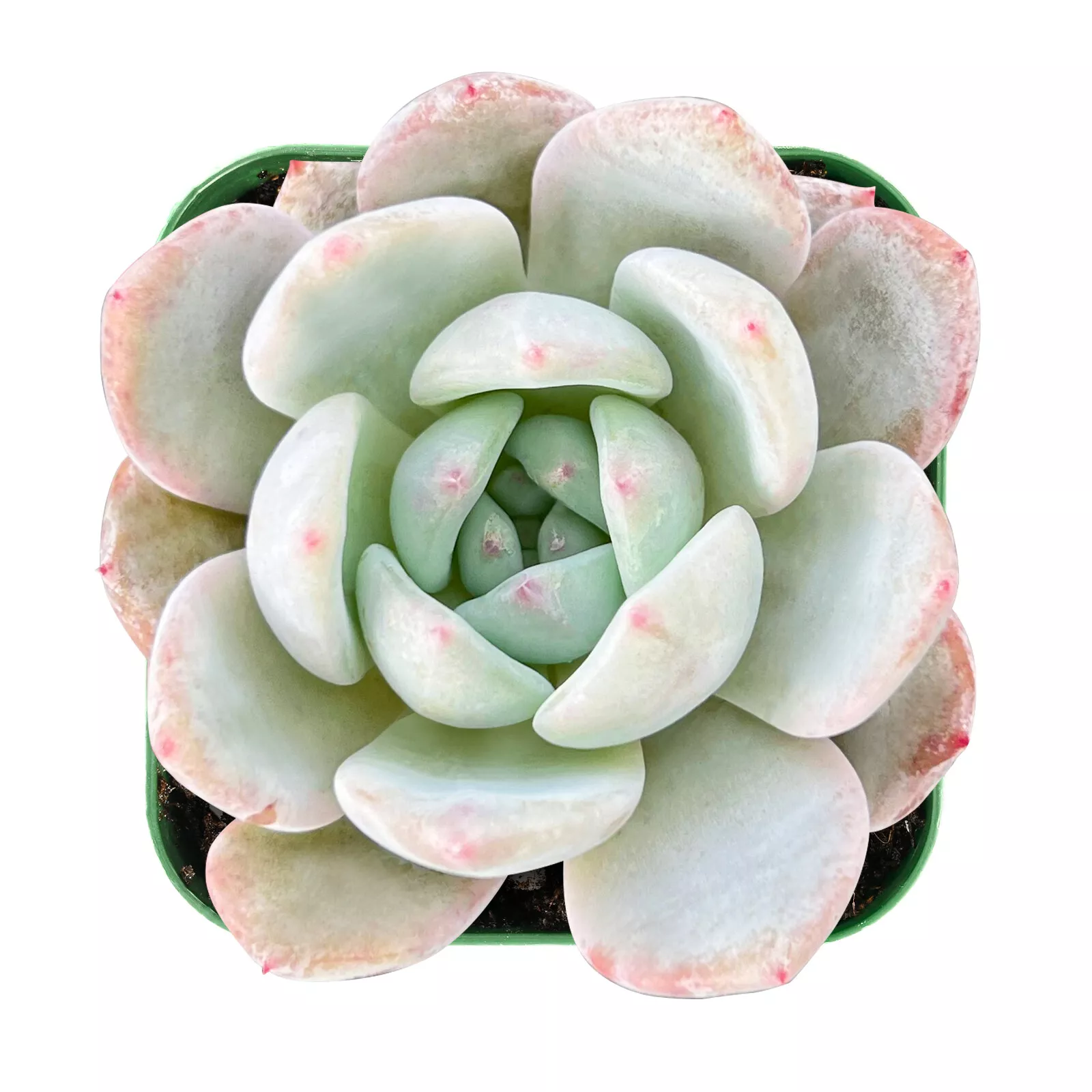 Live Fresh Rosette Echeveria Snow Angel Plant, Fully Rooted in 2 inch Pl... - $28.00