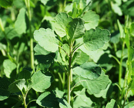 SGHOST 25 Papalo Yerba Porosa Summer Cilantro Bolivian Coriander Porophyllum See - £8.54 GBP