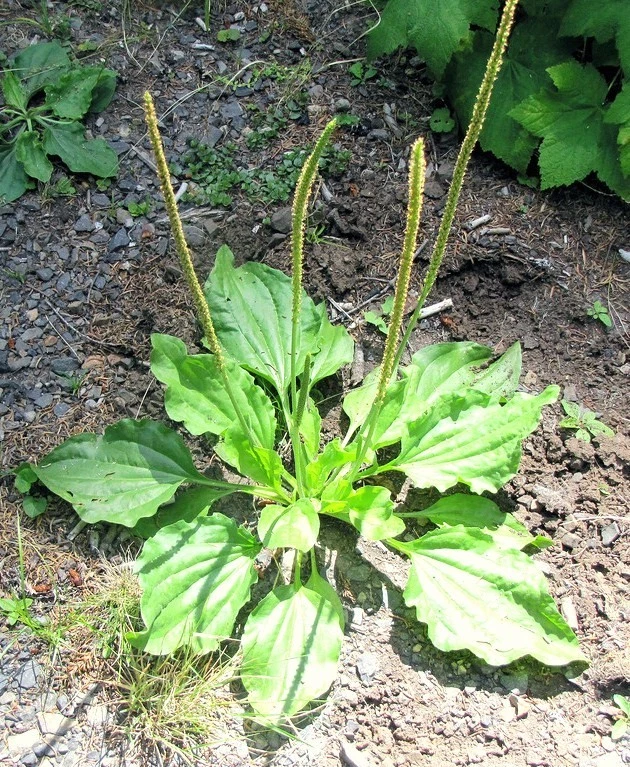 Broadleaf Plantain organic medicinal plant YANTEN Plantago major herb 10... - $11.99