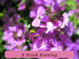 Ready To Bloom 500 Seed S Stock Evening Scented Pink Purple - $38.54 MXN