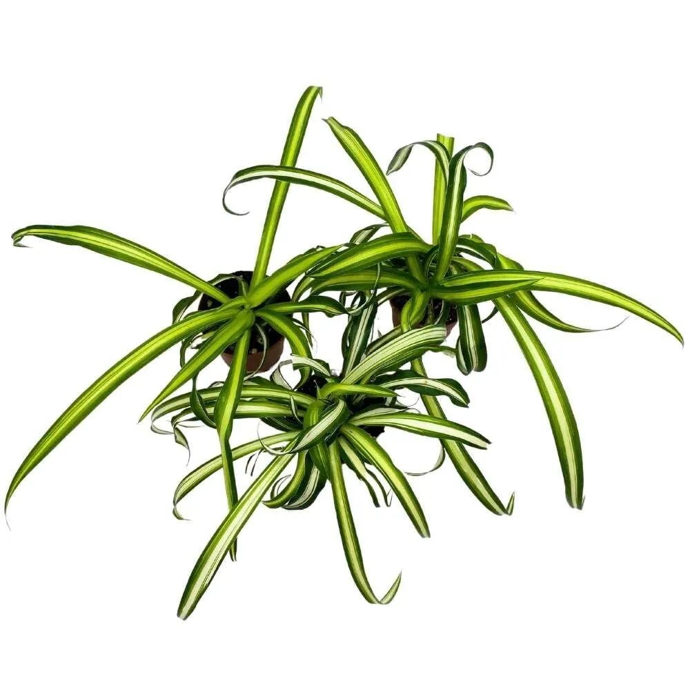 Spider Plant inlorophytum comosum 2 in Set of 3 Tiny Mini Pixie Plant - £31.08 GBP