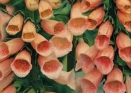 100 Variety Apricot Beauty Flower Seeds - $2.25