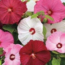 20 Seeds Luna Mixed Color Hibiscus Flowering Shrub Seeds - £11.60 GBP