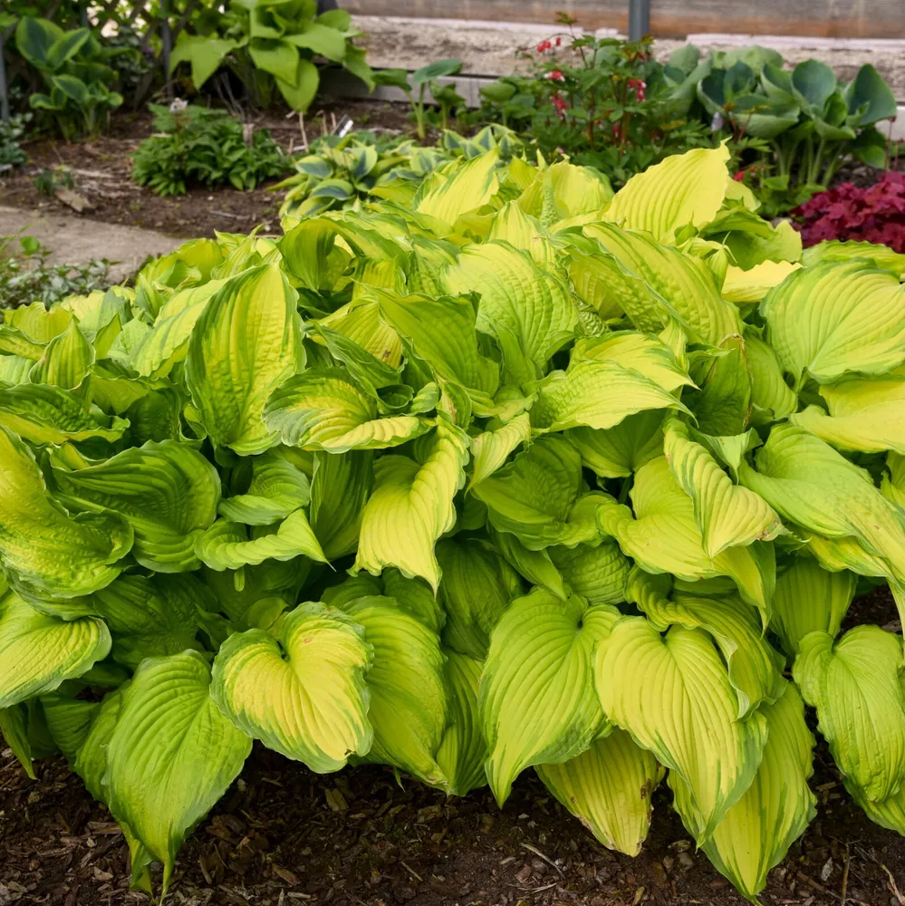 Hosta First Dance Well Rooted 5.25 Inch Pot - £29.04 GBP