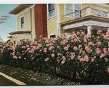 Rose Hedge at House in Portland Oregon Postcard 1900&#39;s - $9.90