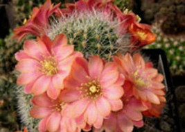 Rebutia fiebrigii, @j@ exotic rare cactus seed 20 SEEDS - £7.10 GBP