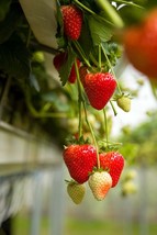 Estavana Gourmet Strawberry Fragaria 4 Plants 2.5&quot; Pots NEW - $29.99