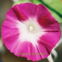 1 Pack 50 Seeds Red Morning Glory Seeds Ipomoea Purpurea Scarlet O Hara Very #Nf - $9.89