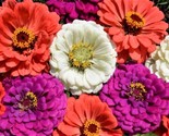 Zinnia Under The Sea Zinnia Mix 100 Seeds Fast Shipping - $7.99