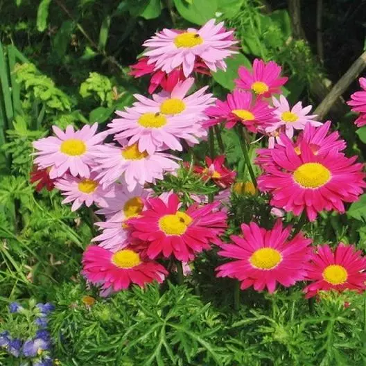 Painted Daisy ROBINSONS GIANT MIX 100 Seeds Huge Cut Flowers Non-GMO  - $8.98