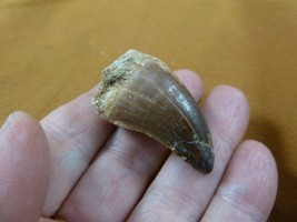 (DF233-163) 1-5/8&quot; Fossil MOSASAURUS Dinosaur tooth Mosasaur dig fossil ... - $469.08 MXN