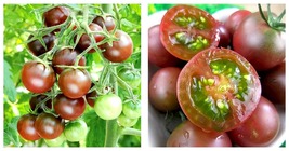 5 Bags (100 Seeds / Bag) of &#39;Purple Pearl&#39; Cherry Tomatoes seeds - £16.77 GBP