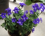 Sale 50 Seeds Browallia Americana Aka Amethyst Flower &amp; Bush Violet Purp... - £7.89 GBP