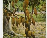 Bearing Cocoa Tree Jamaica Postcard Greetings from Jamaica Duperly &amp; Son - $13.86