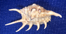 Spider Conch Shell Lambis Harpago  Chiragra Approx 5.5” Seashell - £10.29 GBP