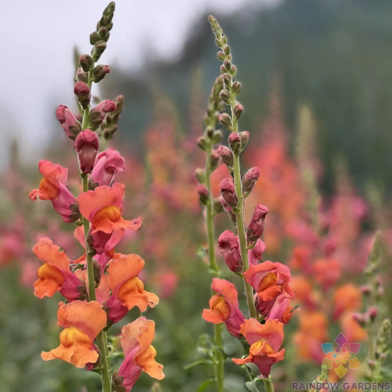 SYST 1000 Seeds Orange Wonder Snapdragon Seed Catalog Home Garden - £8.49 GBP