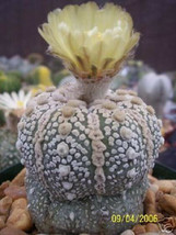 Astrophytum asterias Super KABUTO rare cactus 10 SEEDS - $8.99