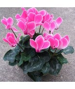 Florist's Cyclamen Rose Red Flowers 5 Pcs - $12.73