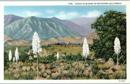 Yucca in Bloom in Southern California California Linen Postcard - £5.37 GBP