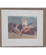 Stan Galli Pheasants 20 X 22 3/4 Weyerhaueser Wildlife 1960&#39;S Art Print - $684.24 MXN