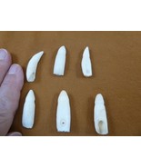 (G371-67-13) SIX 1-3/8&quot; GATOR Alligator Aligator Tooth GATORS TEETH for ... - €28,07 EUR