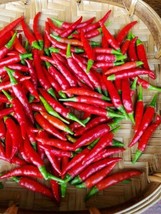 ??Thai Red Chili   Or Piri Piri?100% Pure Hot Pepper  Heirloom From US - $8.43