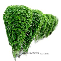 Hanging Green Creeping Dichondra Ornamental Leaves Plant Seeds Pack 1000 Seeds V - $13.97