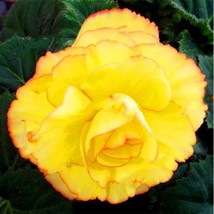 Yellow Begonia Flower Floresling Seed 50 Seeds Malus Spectabilis Plants Seeds - $30.00