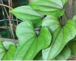 5 Live Chinese Yam Plants Cinnamon Vine Shan Yao 山药/淮山 Dioscorea Tinctur... - $8.95