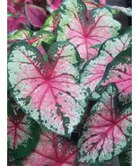 PSA 2 Cherry Blossom Red Pink White Caladium Elephant Ear Bulbs Fast Gro... - $661.14 MXN