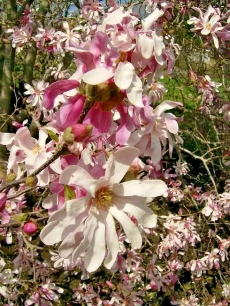 12 Leonard Messel Magnolia Seeds Magnolia × Loebneri Leonard Messel Fres... - $14.50