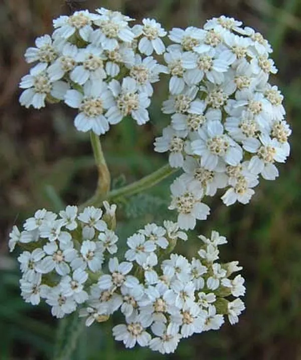 50 Achillea Yarrow Millefolium White Perennial Seeds - £21.95 GBP