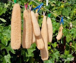 ArfanJaya Luffa Smooth Sponge Gourd Seeds Heirloom-Non-Gmo 20 For Your Garden - £6.69 GBP