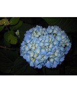 2 Nikko Blue Hydrangea plants - $10.95