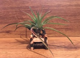 Tilla Critters Kahuna One of a Kind Airplant Creations by Chili Fiesta H... - $15.00