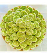  Pandan Coconut Candy Rolls 200g – Vietnamese Specialty Sweet Treat - $550.96 MXN