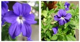 BROWALLIA Amethyst Flower /Bush Violet Flower Seeds 300 Seeds INTERNATIO... - £22.02 GBP